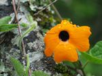 13931 Yellow flower after rain.jpg